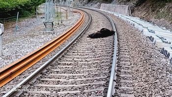 Muere un oso pardo atropellado por un tren de mercancías en Campoo de Enmedio (Cantabria): el conductor creyó que era un jabalí