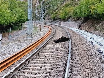 Muere un oso pardo arrollado por un tren en Campoo de Enmedio. (Gobierno de Cantabria/Europa Press)