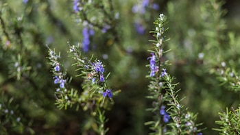 El significado de que crezca