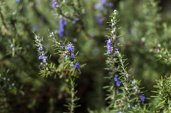 The rosemary flower preserves