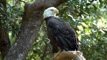 Águila calva, símbolo nacional de