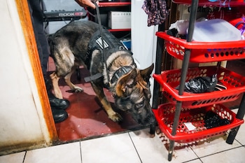 La investigación sobre narcotráfico en Sonsonate se extendió por más de un año y comenzó tras una captura en flagrancia por distribución de droga. (Foto: FGR)