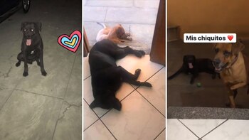 Hachito de pelaje negro y