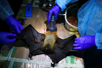 Una enfermera infectada por Nipah