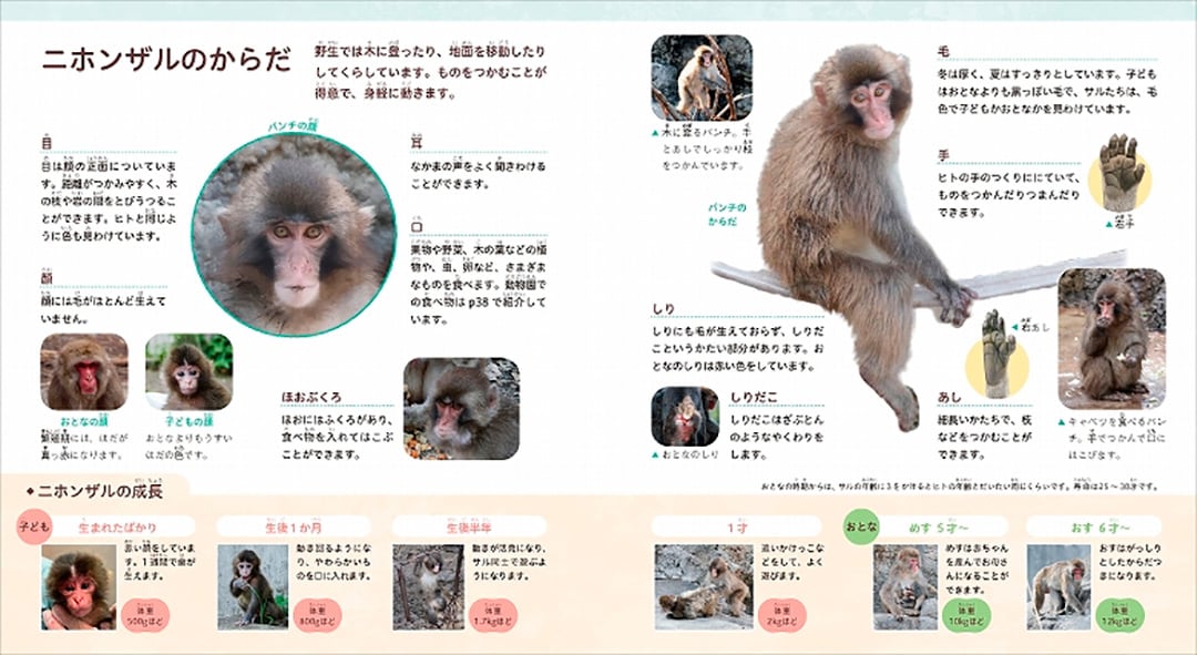 El contenido incluye información sobre los hábitos y la estructura de los grupos de macacos japoneses (Editorial Gakken)