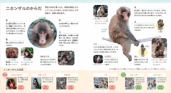 Páginas abiertas de un libro con fotografías de un macaco japonés, detalles anatómicos de sus manos y cara, y texto en japonés