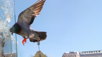 La iniciativa fue impulsada por