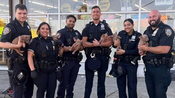 Las mascotas fueron encontradas justo