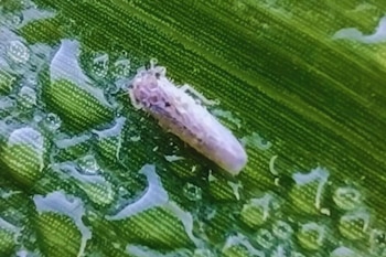 “Era lo que se esperaba”: el frío trajo tres noticias muy buenas para la zona agrícola - Image 2