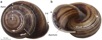 Dos vistas de una concha de caracol con flechas de crecimiento, espiras numeradas del uno al seis y etiquetas anatómicas