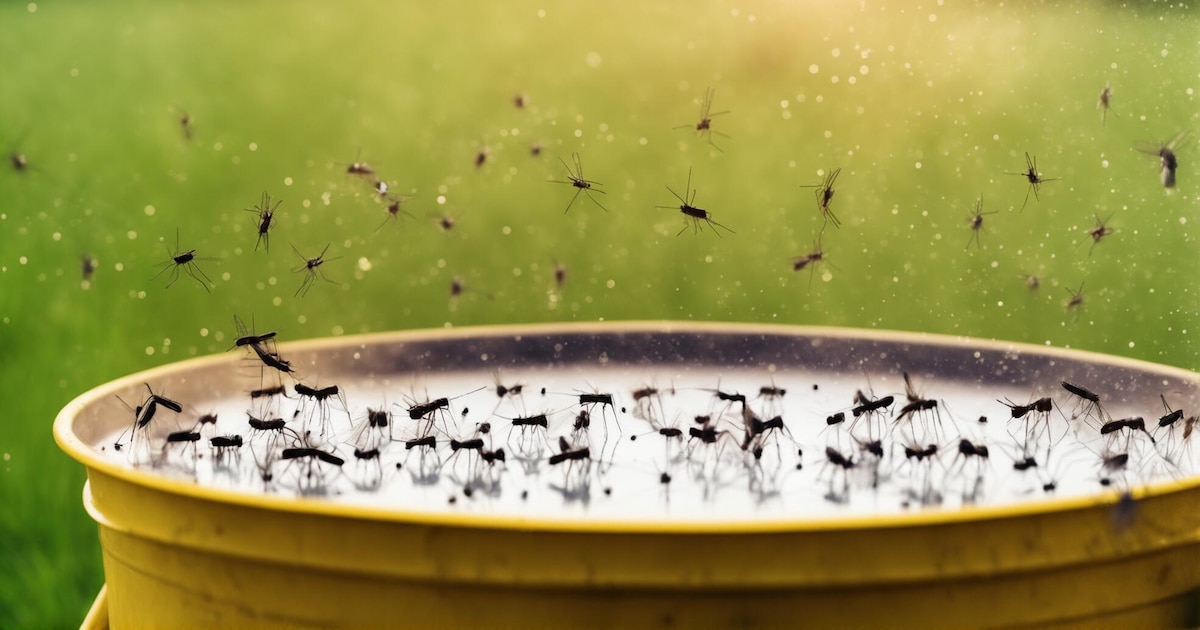 El dengue se expande a nuevos territorios: causas, cifras globales y desafíos para la prevención