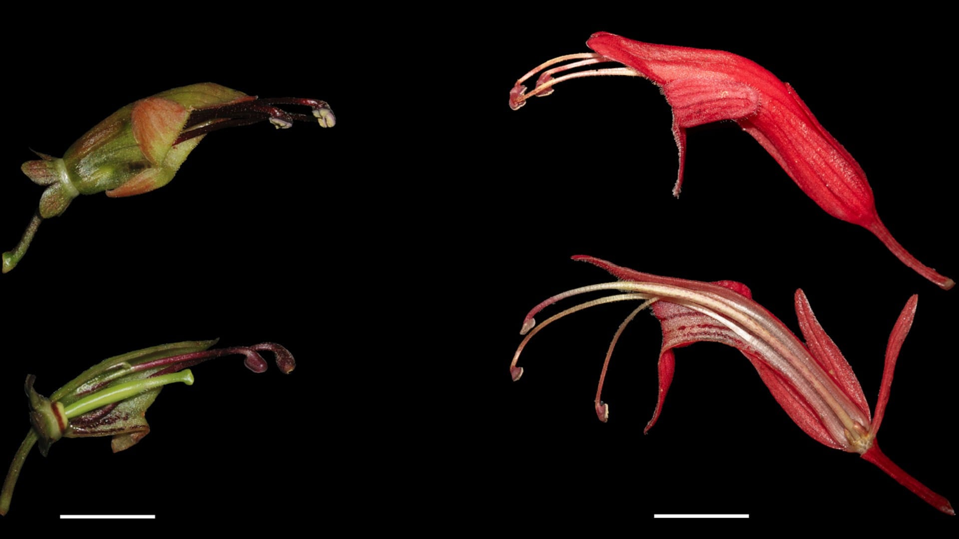 La vid de lápiz labial, enredadera de Asia, presenta flores adaptadas a diferentes aves polinizadoras según la región (Jing-Yi Lu)