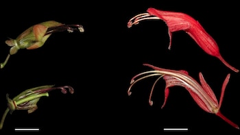 Aeschynanthus acuminatus, una enredadera de flores cortas y verdes