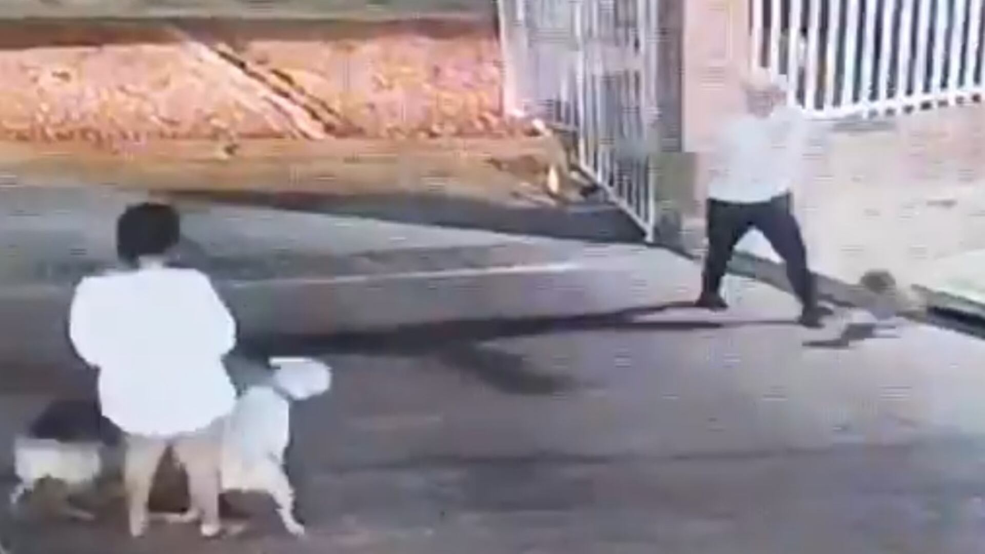 El ataque de un pitbull a una perrita yorkie en un conjunto de Barranquilla reavivó el debate sobre tenencia responsable de mascotas y seguridad - crédito @luchovoltios / X