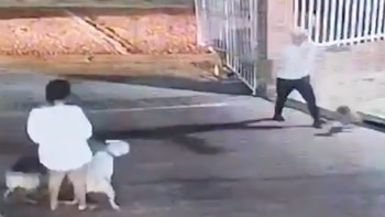 Un video registró el ataque mortal de un pitbull a una perrita yorkie en un conjunto residencial de Barranquilla