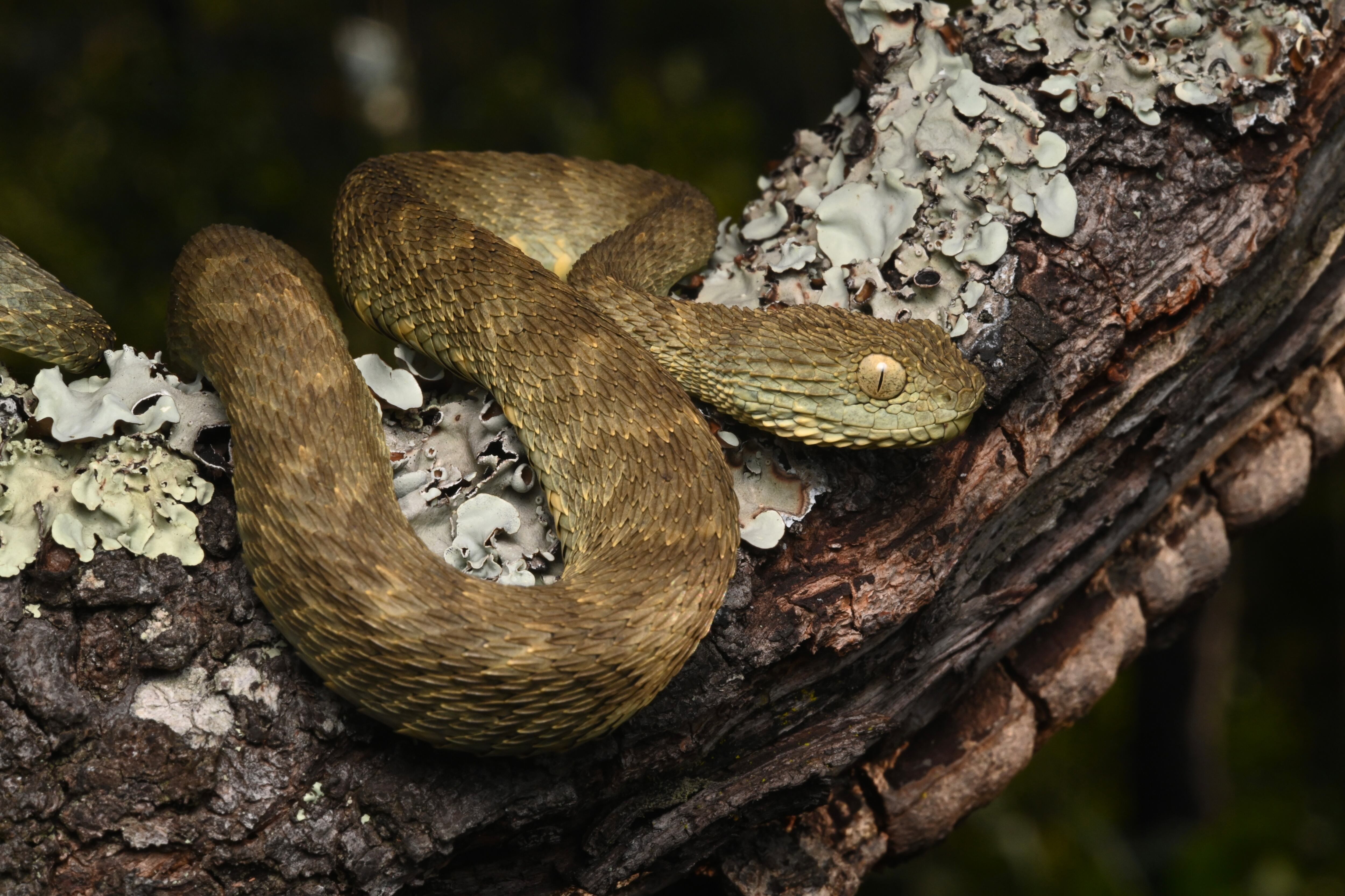 Ejemplar de serpiente arborícola verde, uno de los reptiles documentados en la meseta y que aporta nuevos registros para la fauna local (The Wilderness Project)