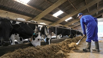 Ganaderos afirman que la plaga del gusano barrenador se encuentra controlada en El Salvador