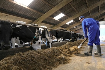 Hombre con overol azul empuja heno en un establo. Varias vacas Holstein, negras y blancas, comen de un comedero. Techo de metal corrugado visible