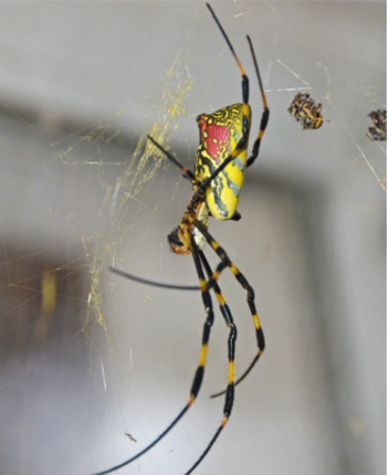 La araña Joro toma su