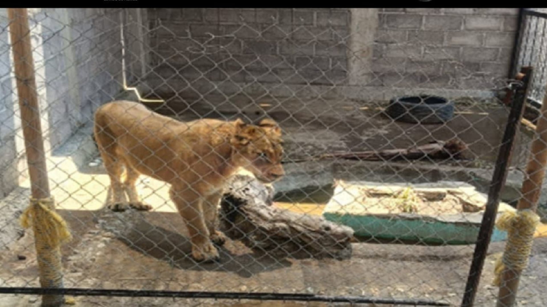 Autoridades rescataron a leona de 8 meses en Chalco Edomex (FGJEM)