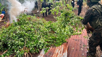 Autoridades incineraran plantación de coca en Guatemala tras localizar más de 200,000 arbustos
