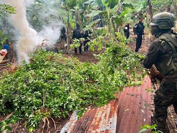 Las autoridades de Guatemala erradicaron en Cahabón una plantación de 218, 096 arbustos de hoja de coca. (Cortesía: Ejercito de Guatemala)
