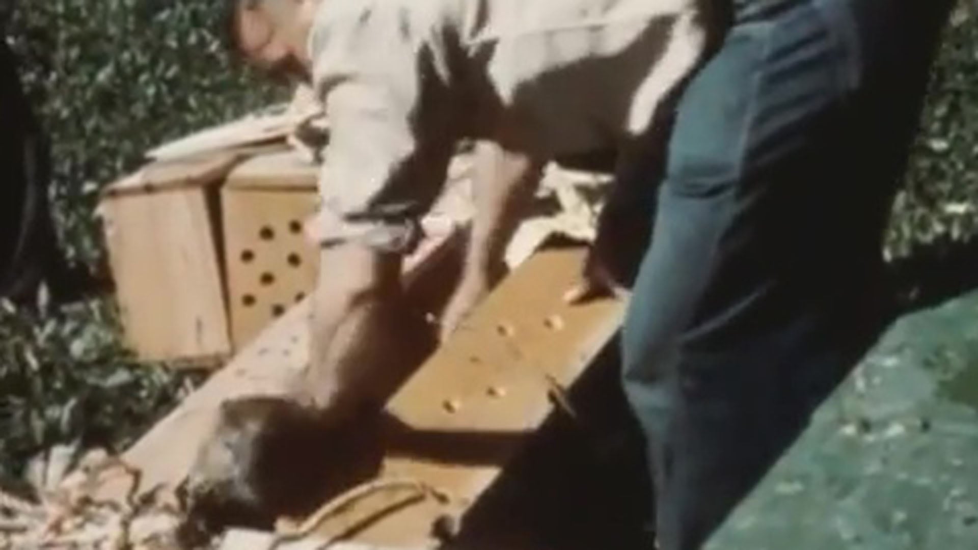 El Departamento de Pesca y Caza de Idaho diseñó cajas de madera y usó paracaídas militares desechados para trasladar los castores a zonas remotas de Idaho