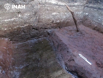 Un tronco de madera delgado