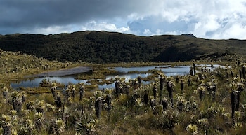 El Páramo del Sol, en Urrao, exige una travesía de dos a tres días para alcanzar el Alto de las Campanas a más de 4.000 metros de altura - crédito Colparques