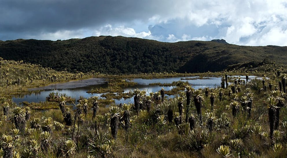 El Páramo del Sol, en Urrao, exige una travesía de dos a tres días para alcanzar el Alto de las Campanas a más de 4.000 metros de altura - crédito Colparques