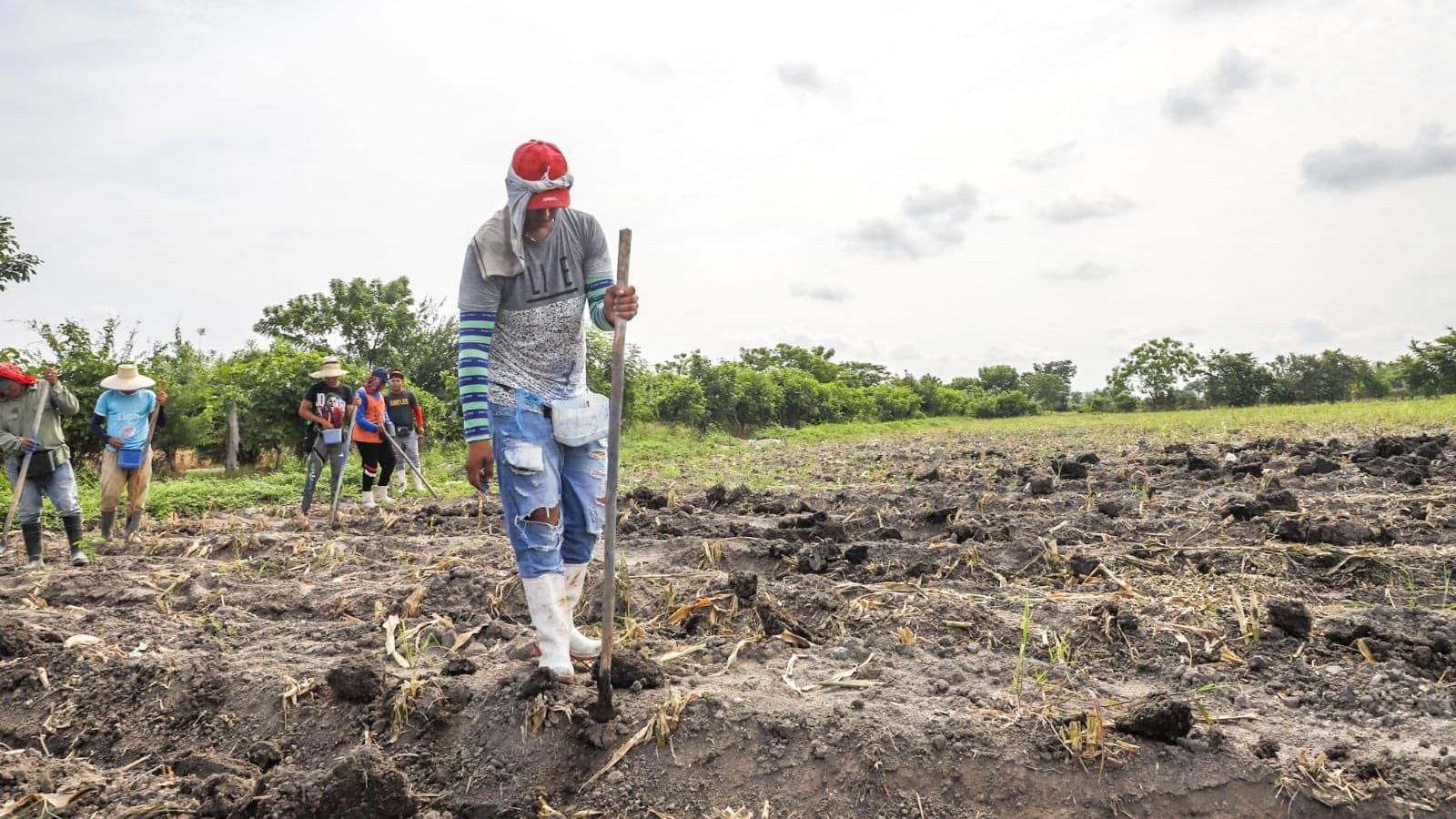 Mientras los agricultores adelantan las siembras para ganarle la partida a la sequía, el sector denuncia una escalada injustificada en el precio de los fertilizantes que amenaza la viabilidad de las cosechas (Cortesía Óscar Domínguez).
