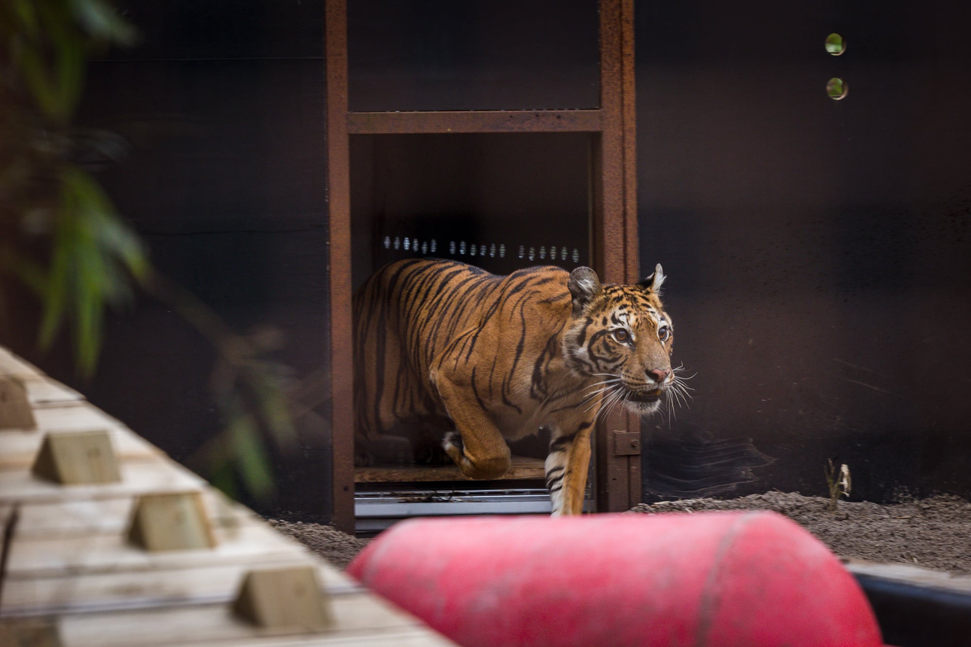 El momento en el que Flora llega al santuario de Felida (Four Paws)