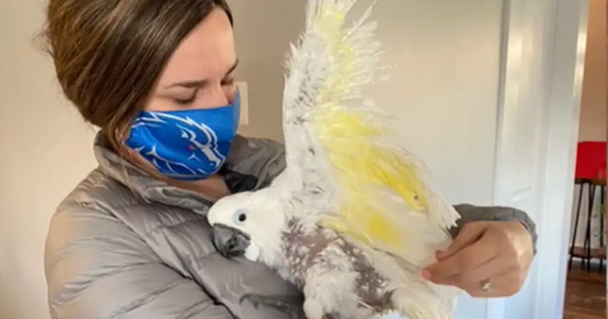 Un Loro Rescata a su Salvadora: La Increíble Historia de un Vínculo Inquebrantable que Mejoró su Salud y la de Ella