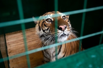 Flora is initially moved