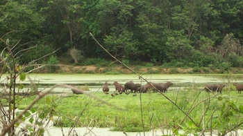 Investigadores estudiaron cómo la deforestación