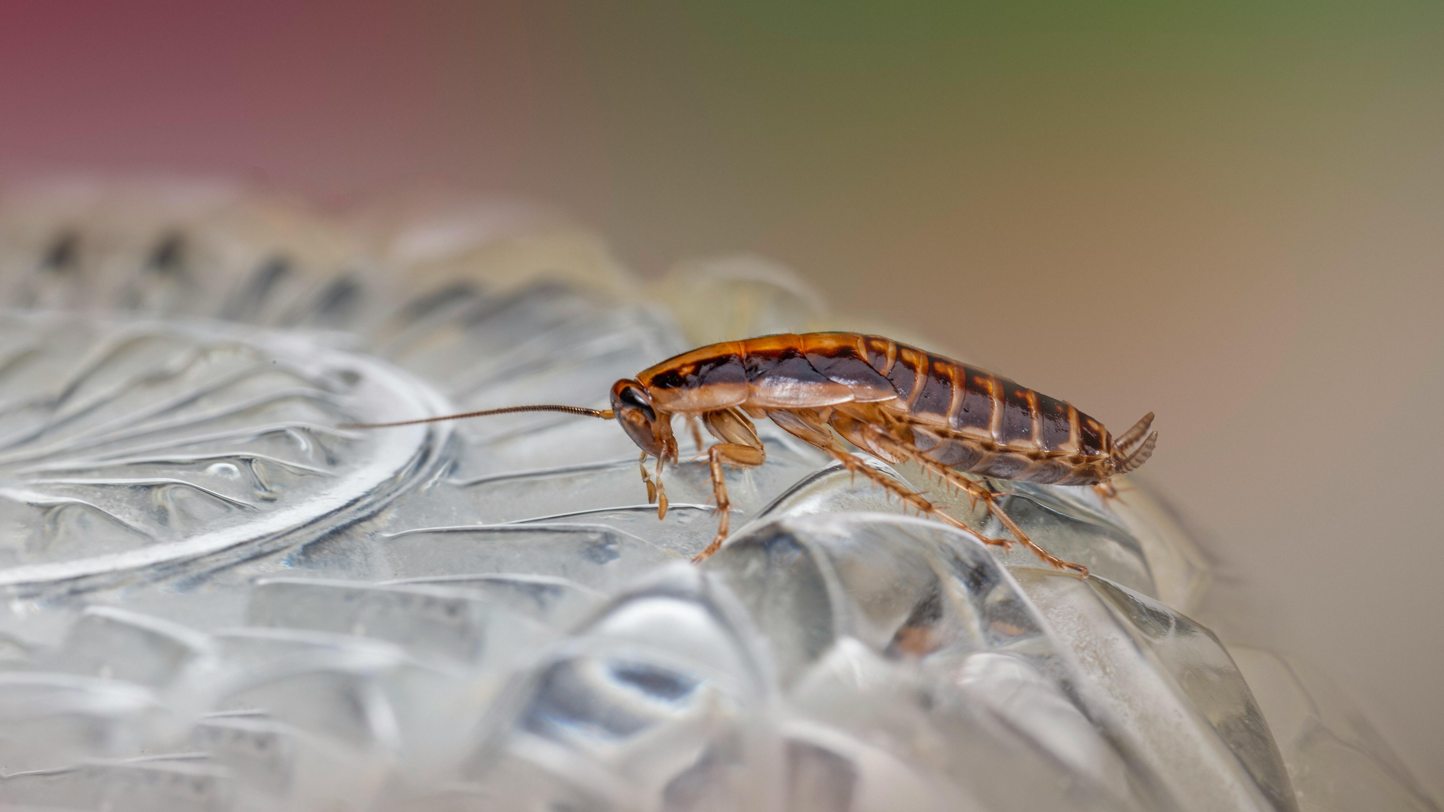 La mejor aliada contra las cucarachas es la menta.
(Pexels)