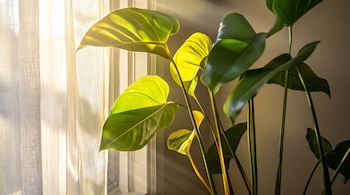 PLANTAS HABLAN DECO