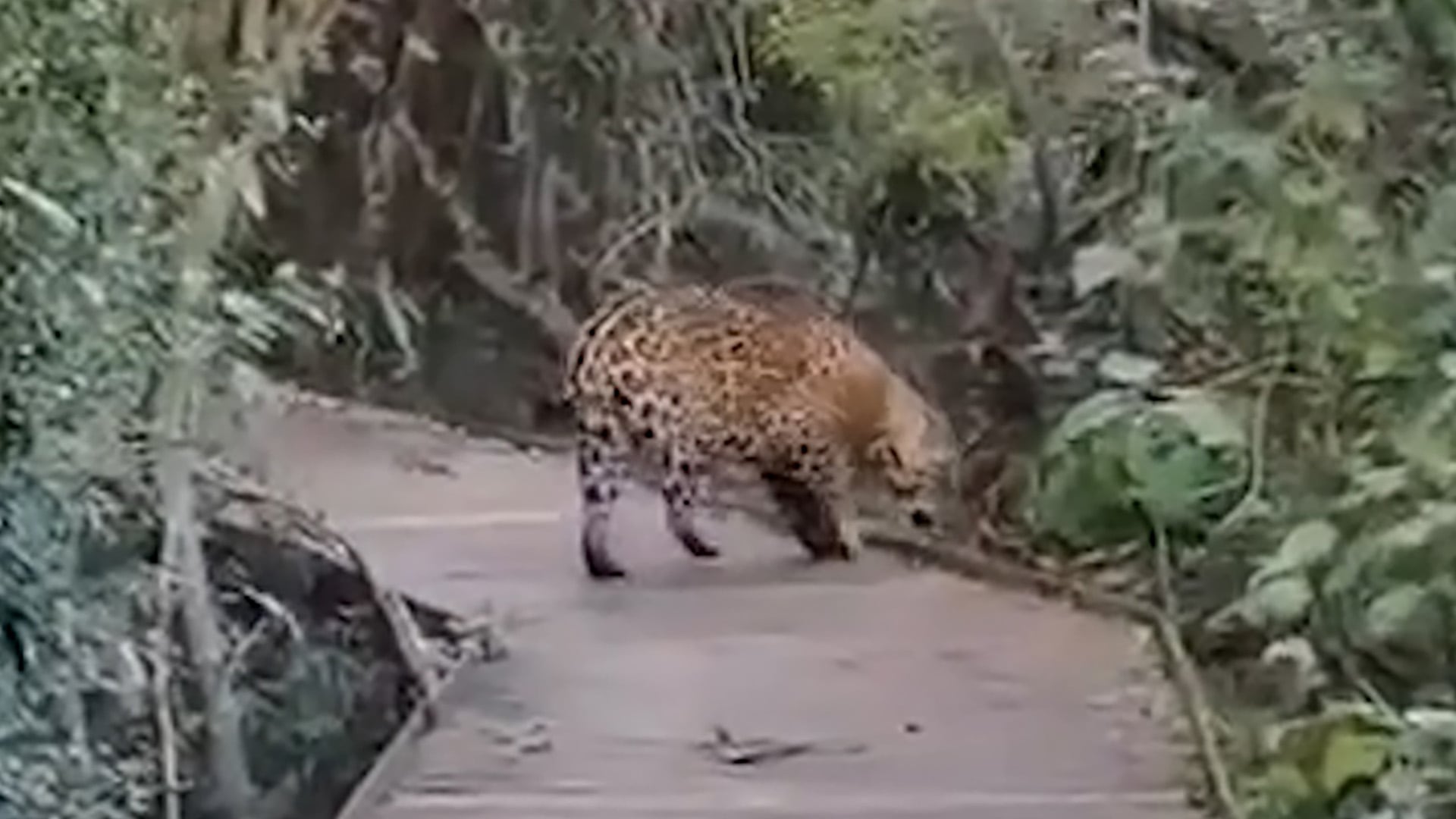Corrientes es la única provincia argentina con una población de yaguareté en crecimiento, gracias a exitosos programas de reintroducción
