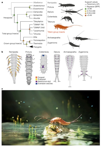 Hallaron un fósil de hace 324 millones de años que podría explicar cómo surgieron los insectos modernos