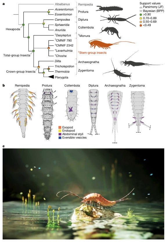 El análisis de otros fósiles con numerosas extremidades respaldó la hipótesis de que la transición evolutiva de los insectos hacia tierra firme pudo ser gradual