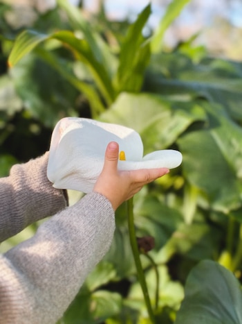 Dos manos con mangas de suéter gris sostienen una flor de cala blanca de tallo verde y pistilo amarillo sobre un fondo de plantas verdes