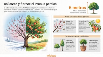Infografía sobre Prunus persica: árbol florecido en invierno, árbol con frutos en verano, abejas, mariposa, maceta, textos, y referencia UNAM.