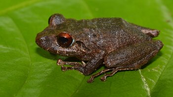 Una nueva especie de rana