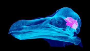 Imagen en perfil del cráneo de un ave en color azul brillante con una sección rosa dentro de la cavidad craneal sobre fondo negro