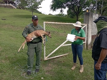 Manejo de los zoocriaderos debe realizarse bajo criterios de sostenibilidad, de acuerdo con lo establecido por la Ley 24 de 1995, que regula la legislación de vida silvestre. (MiAmbiente)