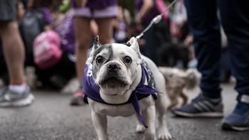 Sumar pide al Gobierno un protocolo nacional de actuación ante accidentes de tráfico con animales de compañía