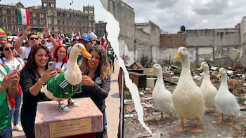 Pato Merlín conquista el Mundial 2026, pero expertos advierten sobre una crisis de abandono animal en México