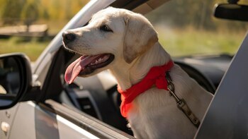 Un perro saca la cabeza por la ventanilla del coche.