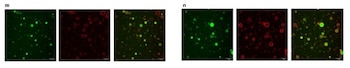 SpudCell es una célula artificial formada a partir de componentes no vivos y ensamblada en laboratorio con un genoma sintético (Biotic)