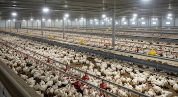 Galpón industrial lleno de miles de pollos blancos, con sistemas de alimentación lineales, bebederos amarillos y rojos, y luces artificiales en el techo.